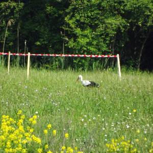 dscf8548.jpg