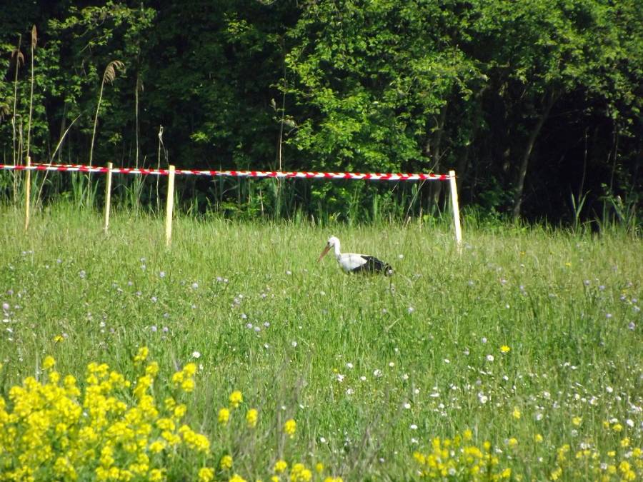 dscf8548.jpg